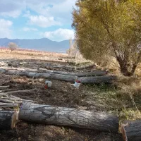 خرید چوب|خدمات باغبانی و درختکاری|اراک, |دیوار