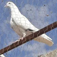 کبوتر یجا|پرنده|ارومیه, |دیوار