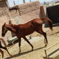 فروش اسب قیمت توافقی