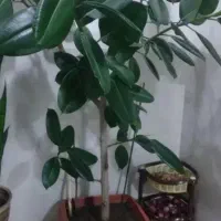 یک عدد گل فلگوس|گل و گیاه طبیعی|خوی, |دیوار