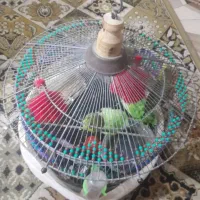 مرغ عشق فروشی|پرنده|میناب, |دیوار