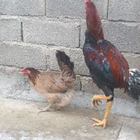 خروس لاری ۸ماهه