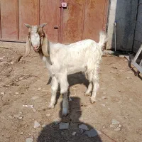 نر بزغاله دورگ مناسب پرواری و داشتی