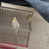 یک جفت عروس هلندی