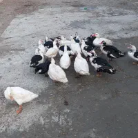 فروش اردک رشت|حیوانات مزرعه|نقده, |دیوار