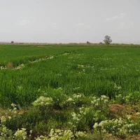 بلیط استخر نیلوفر