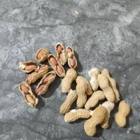 بادام زمینی،تخمه آفتاب گردان،تخمه کدو