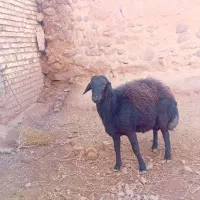 یک راس قوچ|حیوانات مزرعه|مشکان, |دیوار