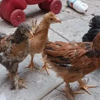 جوجه برهما بلو|حیوانات مزرعه|مشهد, توس (بلوار توس)|دیوار