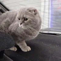 گربه بریتیش و اسکاتیش جفت|گربه|رشت, سعدی (تختی)|دیوار