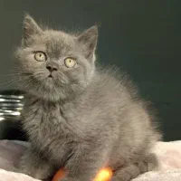 بریتیش شورت هیر بلو|گربه|رشت, لاکانی|دیوار