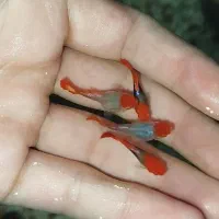 ماهی گوپی کوی بالن