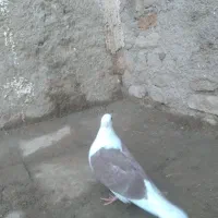 کفتر|پرنده|قزوین, |دیوار