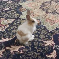 خرگوش
