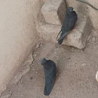 کبوتر|پرنده|بم, |دیوار