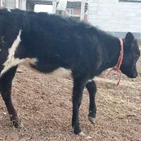 ننه بالا|حیوانات|ویلکیج, |دیوار