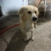 سگ اشپیتز میکس|سگ|کرمان, |دیوار