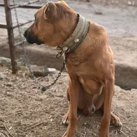 سگ نگهبان|سگ|کاشمر, |دیوار