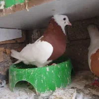 تعدادی طوقی|پرنده|شوش, |دیوار