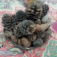 فروش یک سبد میوه ی کاج