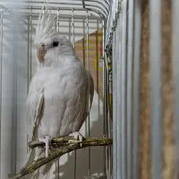 عروس هلندی آلبینو جفت مولد