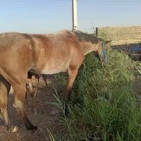 اسب