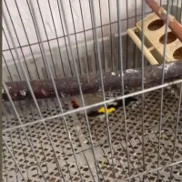 سهره کرمانی مست|پرنده|بجنورد, |دیوار