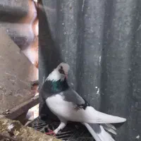 گرفتنی|پرنده|قم, زنبیل آباد|دیوار