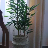 درختچه های بامبو|گل مصنوعی|رشت, نظری|دیوار