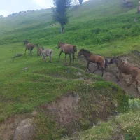 تعدادی اسب