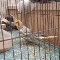 عروس هلندی|پرنده|حمیدیا, |دیوار