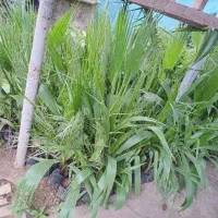 یاس هلندی و پالم|خدمات باغبانی و درختکاری|رودسر, |دیوار