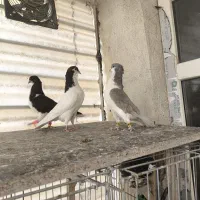 خوشرنگ سفید