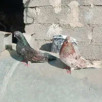 کفتر سرور چهل سانتی