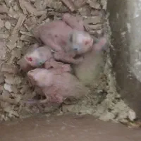 جوجه عروس هلندی|پرنده|مشهد, بهمن|دیوار