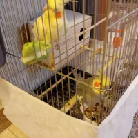 یک جفت عروس هلندی سخنگو