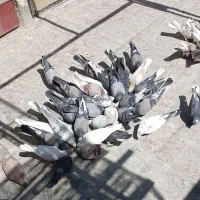 غریب گیری و پرشی