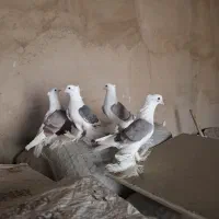 کبوتر دوکت پاپر همدانی