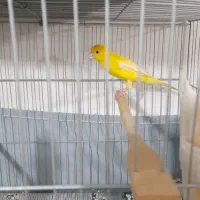 قناری نر جوان طلایی بسیار سالم و سرحال