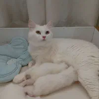 بریتیش سفیدماده