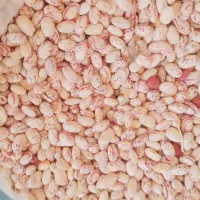 لوبیا چیتی امسالی درجه ۱
