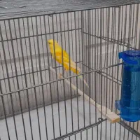 قناری رسمی بلند نر و ماده آماده