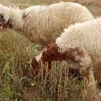 دوعده بره نر سالم وسرحال