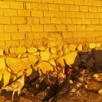 ۶عدد قلمون ماده ۲عددنر|حیوانات مزرعه|اندیمشک, |دیوار