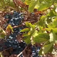 انگور شانی درجه 1انگور فروشی احمد زارعی|خوردنی و آشامیدنی|تهران, میدان میوه و تره‌بار مرکزی|دیوار