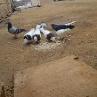 طوقی پاک بازی کن