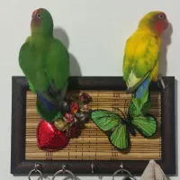 جفت برزیلی مولد بازدید صحنه معاوضه دارم