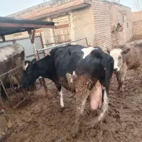 گاو شیری|حیوانات مزرعه|نیشابور, مازول|دیوار