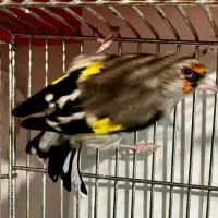 سهره کرمانی بخون