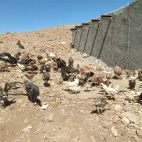 بوقلمون وجوجه ومرغ